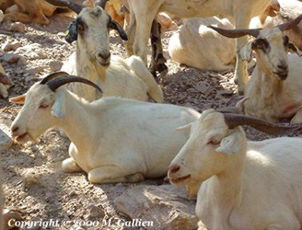 Adult goats lounge free along the road from Sierra Cabrera
