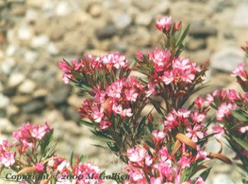 Desert Flowers