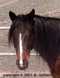 My New Horse